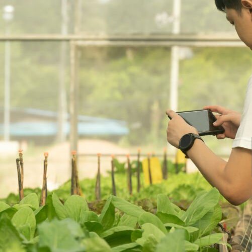 Innovación en Seguridad Alimentaria: Trazabilidad y Tecnologías Emergentes